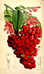 Cestrum elegans